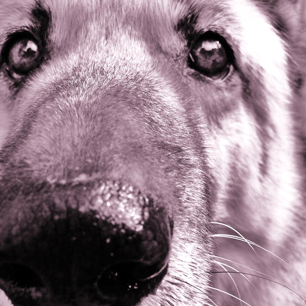 Modified-live pet <b>vaccines</b> and <b>immunocompromised</b> owners | Worms ...